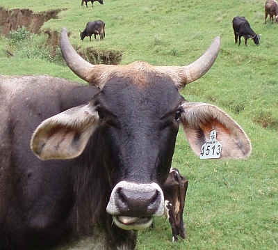 cow (138K)